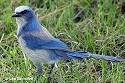 Bluejay