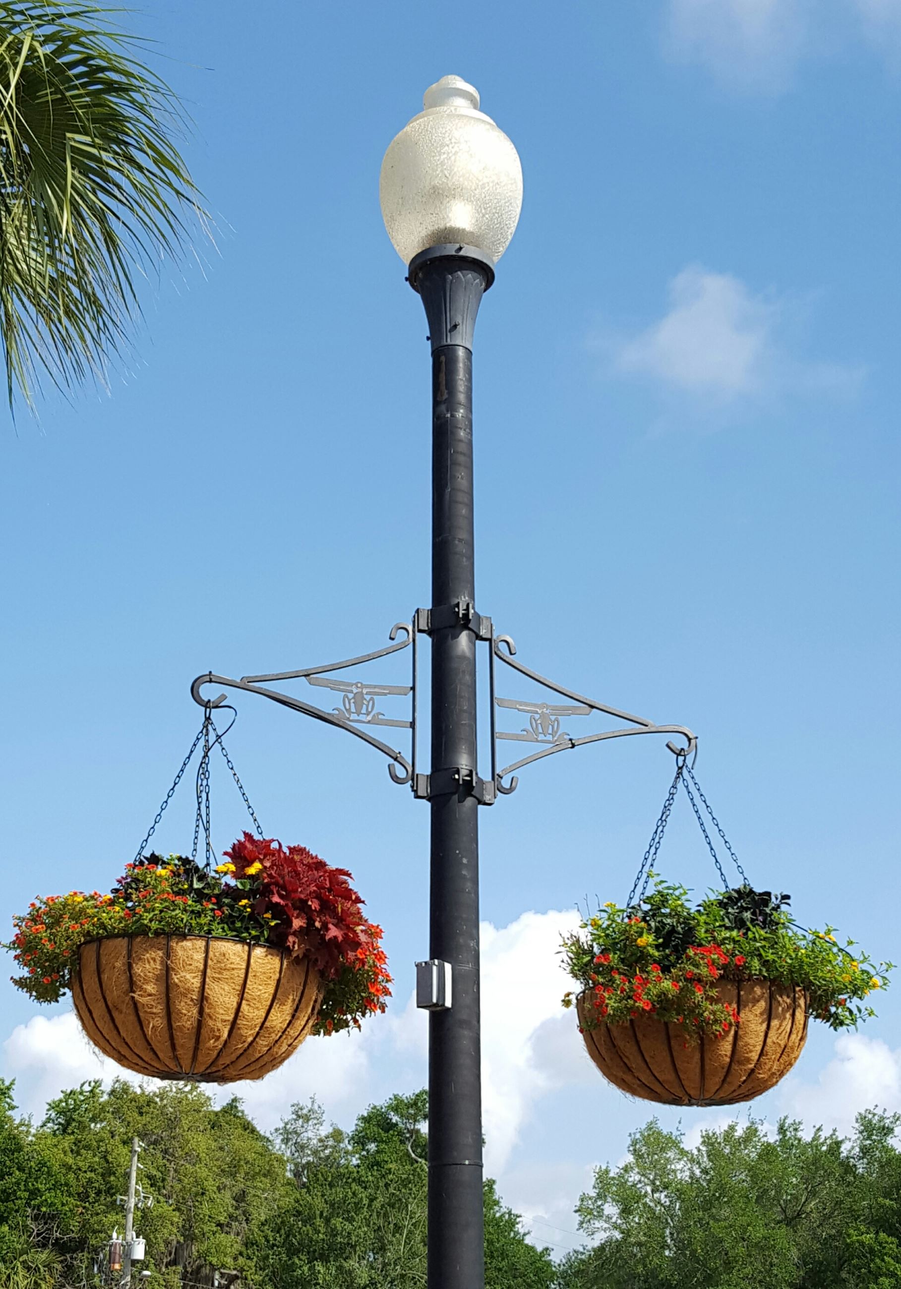 Image of flowering baskets hanging on Tavares main street